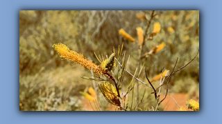 1993_NT_D05-14-05_Honig-Grevillea (Grevillea eriostachya).jpg